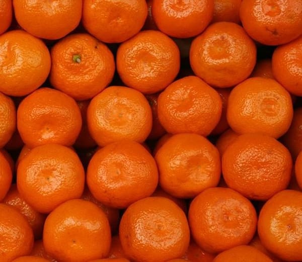 قیمت خرید نارنگی محلی مازندران + فروش ویژه