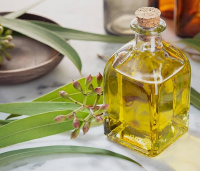 اسانس اکالیپتوس گرید بهداشتی قیمت مناسب و کیفیت عالی