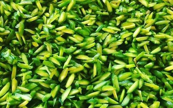 خرید و قیمت خلال پسته صادراتی ایران + فروش عمده