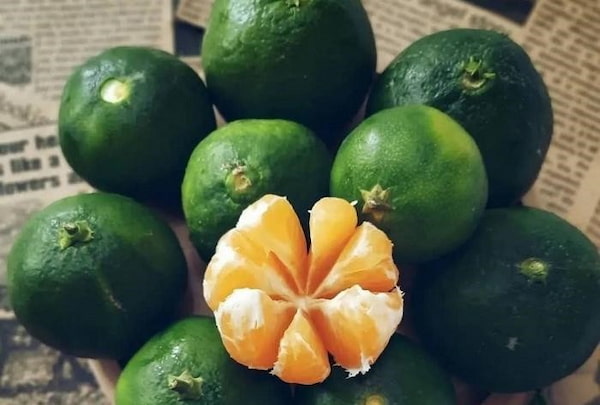 قیمت خرید نارنگی سبز نوبرانه شمال با فروش عمده