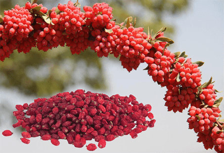 زرشک درجه یک رستورانی بیرجند + خرید