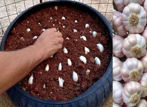 فروش عمده بذر سیر سفید همدان
