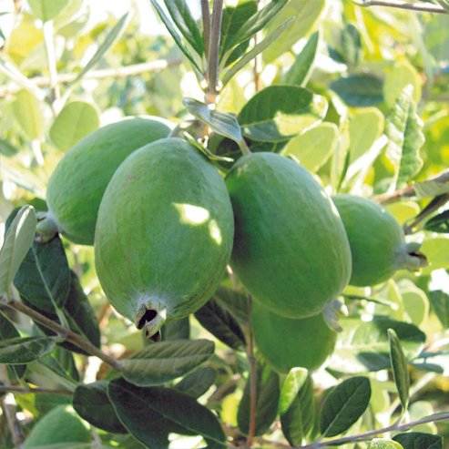 فروش نهال فیجوا بالغ + شناسنامه دار