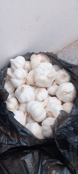 فروش عمده سیر سفید چینی