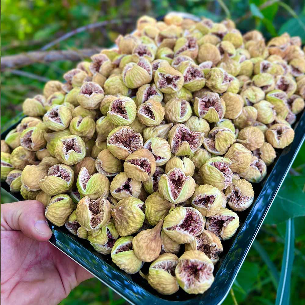 خرید انجیر پرک استهبان + فروشی ویژه