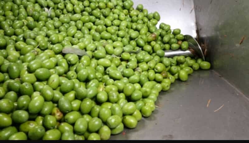 زیتون سبز ممتاز درشت طارم + فروش عمده ویژه بازار داخلی