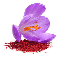 خرید عمده زعفران نگین طبیعی خشک + قیمت امروز