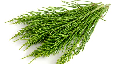 خرید گیاه دم اسبی طبیعت برای استحکام استخوان و سلامت کلیه