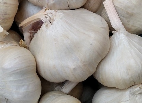 فروش عمده سیر پاکستانی