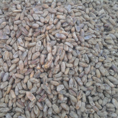 خرمای مرغوب حاجی آباد + فروش ویژه