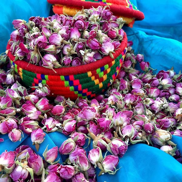 خرید مستقیم غنچه خشک گل محمدی دارابی از تولید کننده با شرکت فولاد گل