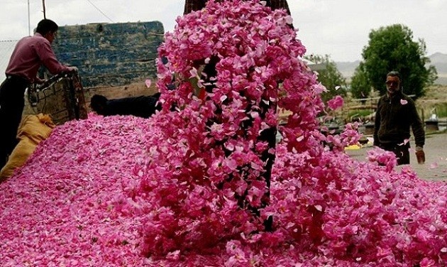 فروش عمده گلاب صادراتی به صورت فله و بسته بندی با شرکت فولاد گل
