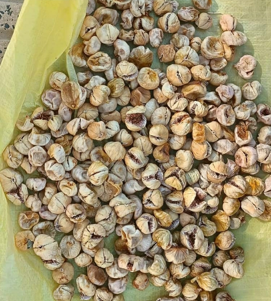 انجیر دهان باز ریجاب + فروش عمده