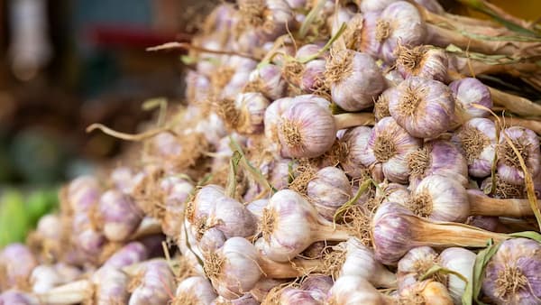 بهترین سیر رشت + قیمت خرید عالی