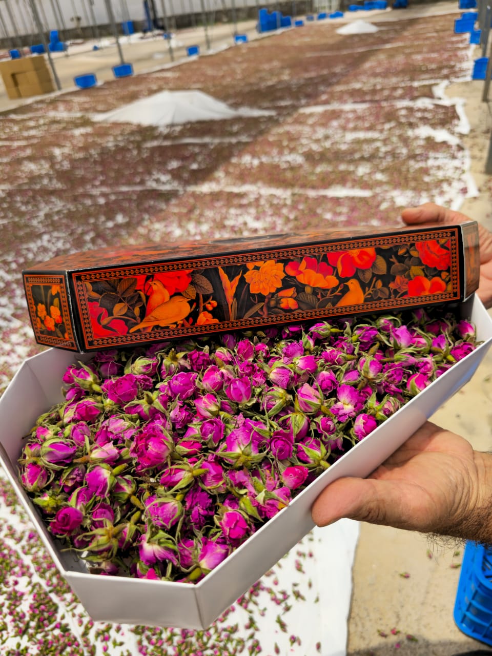 فروش عمده غنچه گل محمدی خشک + ارسال فوری و مطمئن
