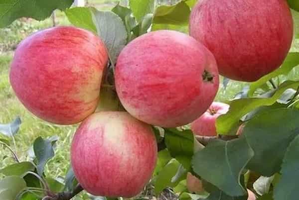 خرید و فروش سیب گلاب با شرایط فوق العاده