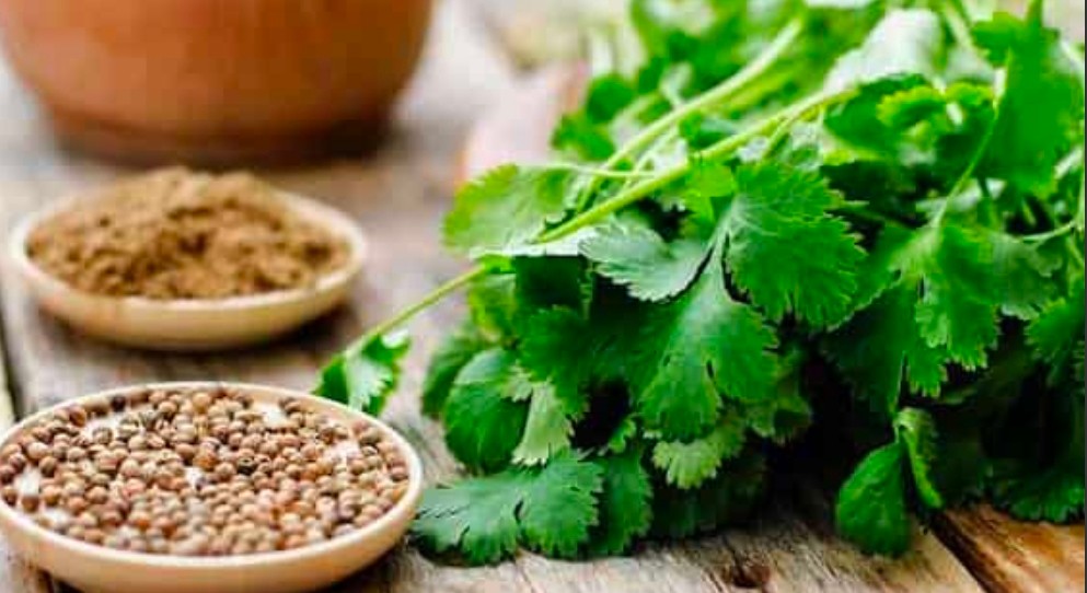 خرید بذر گشنیز در چابهار + ارسال از آناهیتا گشنیز