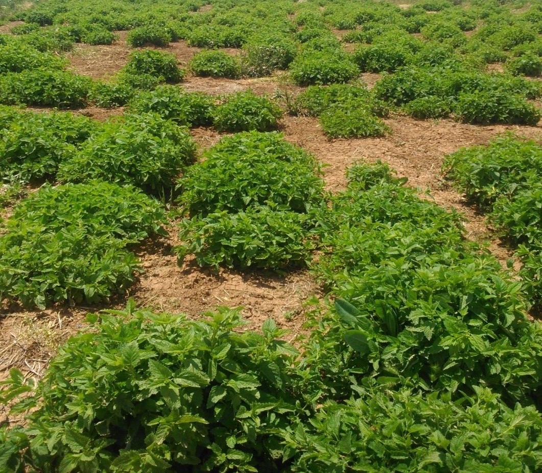 خرید و فروش عمده بادرنجبویه (ملیس)