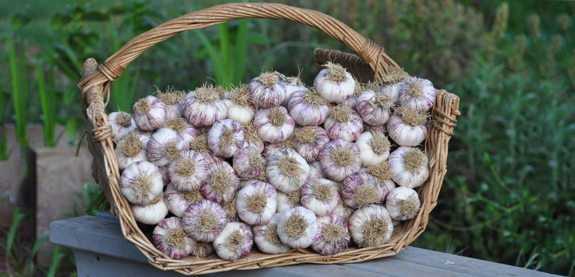 فروش سیر ریز + قیمت خرید به صرفه