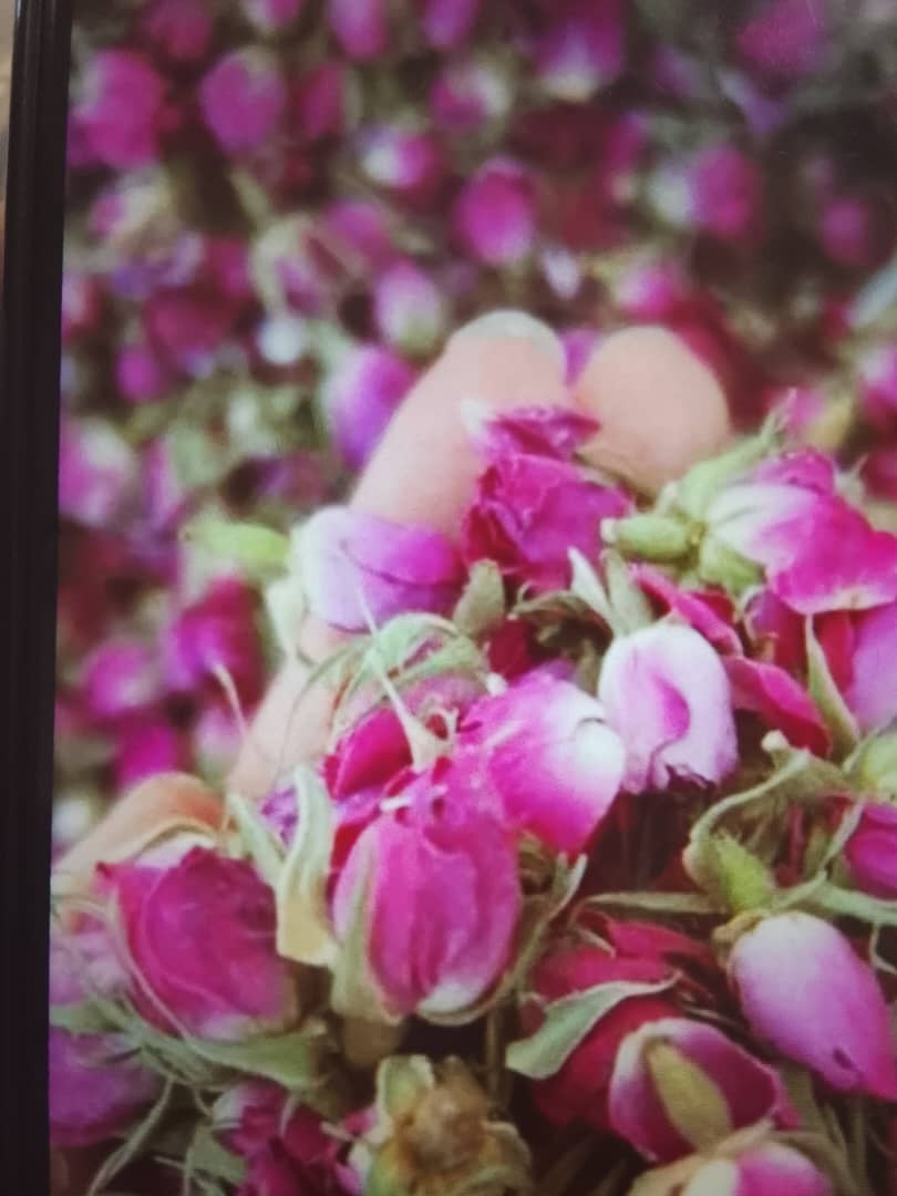 قیمت عمده غنچه گل محمدی خشک صادراتی + کیفیت عالی