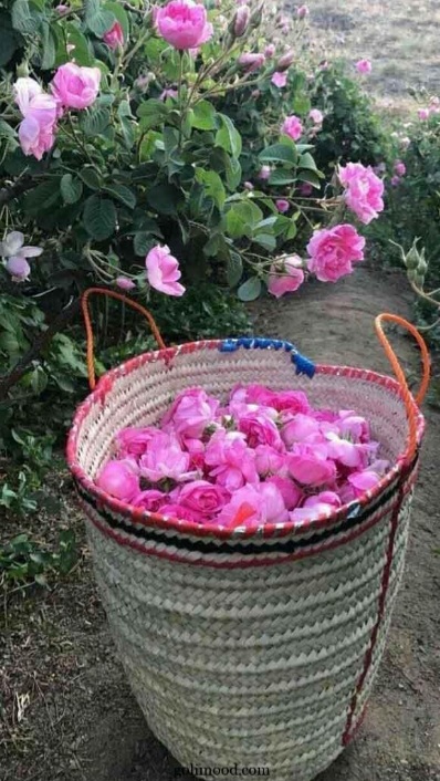 قیمت خرید و فروش پر گل محمدی خشک + فروش فوق العاده