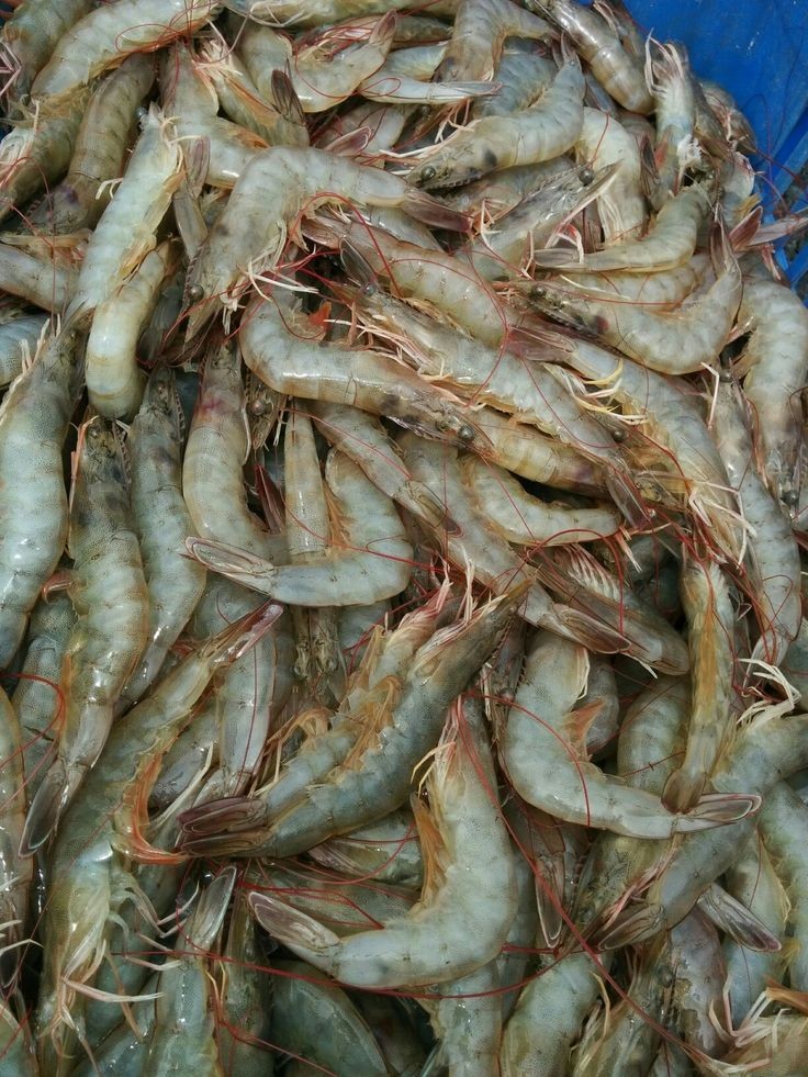 میگوی تازه اصل + قیمت مقرون به صرفه