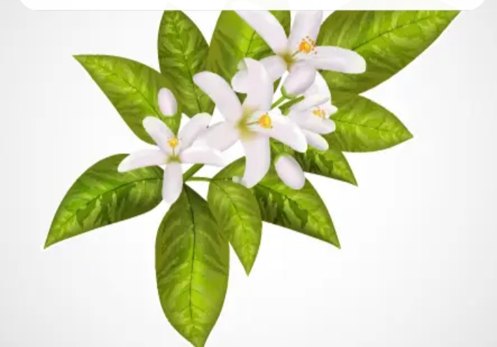 عرق بهارنارنج کاشان + خوشبو صادراتی