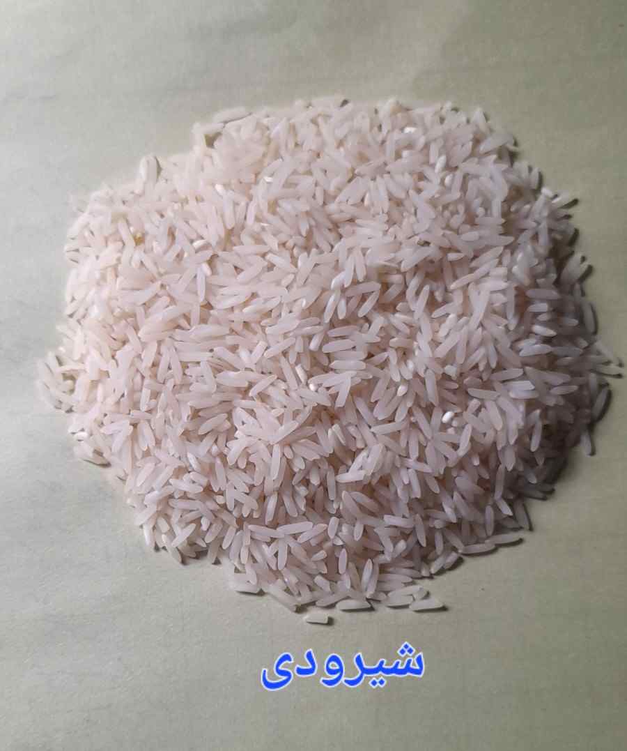 قیمت خرید برنج شیرودی + خرید عمده