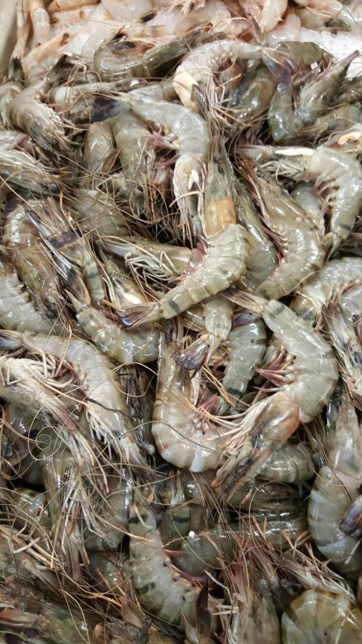 میگوی تازه دریای خزر + قیمت مقرون به صرفه