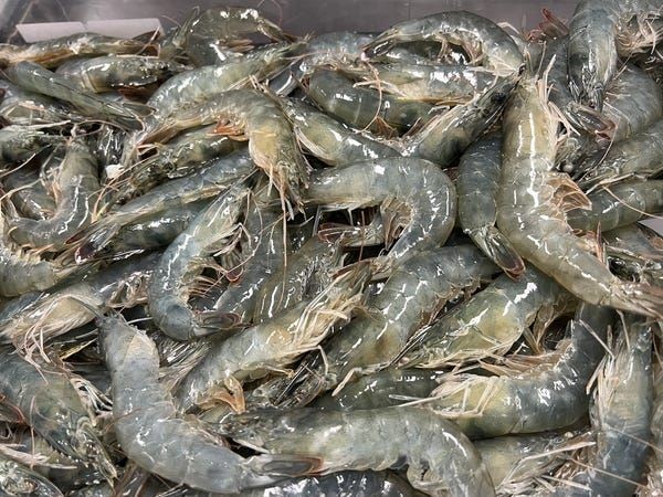 میگوی پرورشی تازه فارس + قسمت استثنایی