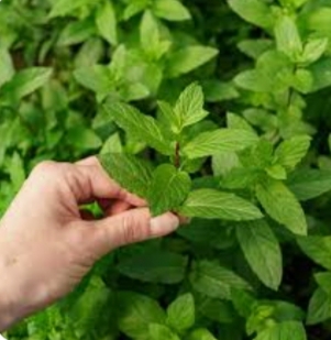 عرق نعنای کاشان زرین + ارزان باصرفه