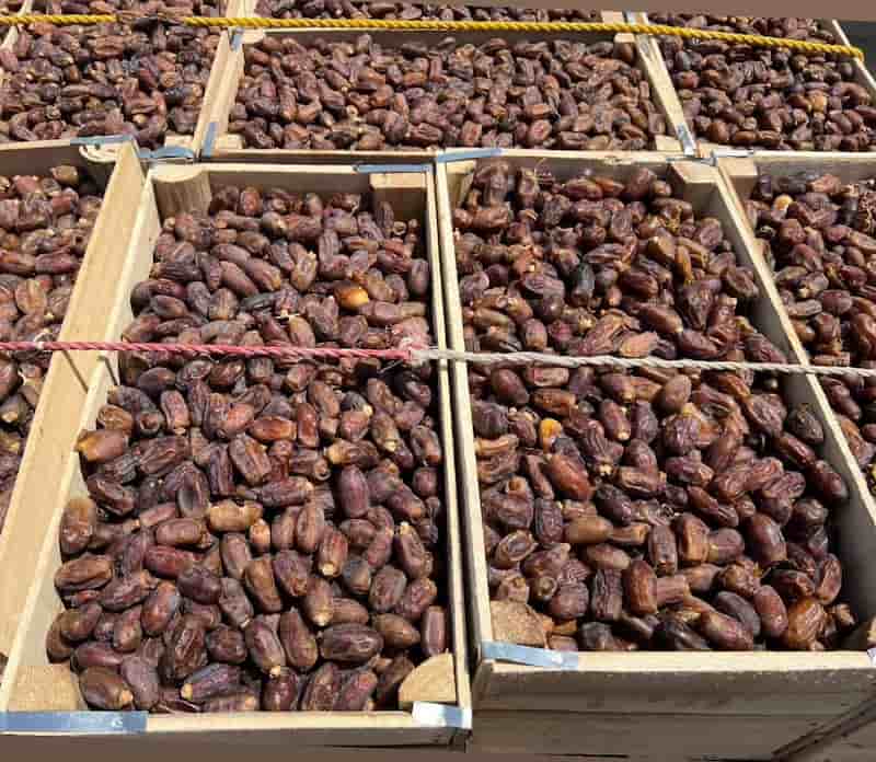 فروش خرما استعمران به صورت عمده در اهواز