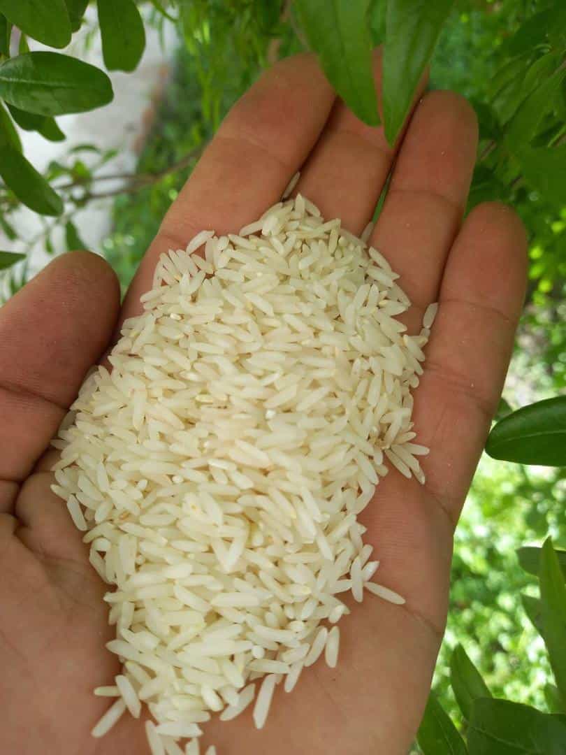 قیمت خرید  برنج ندا گرگان + خرید عمده