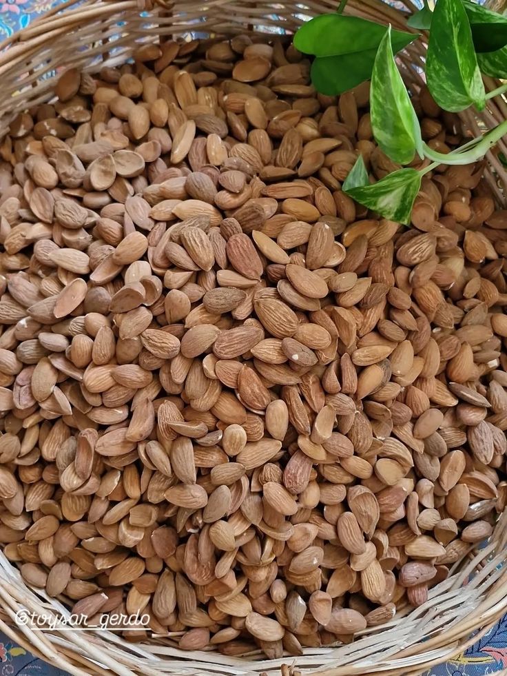 مغز بادام درختی بهترین کیفیت