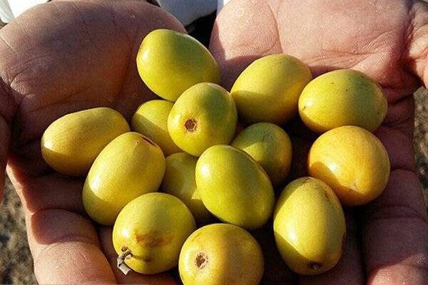 فروش عمده کنار پیشین + بسته بندی کارتن موزی