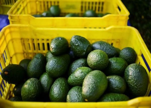 فروش عمده آووکادو صادراتی رقم رید + بسته بندی طبق سفارش