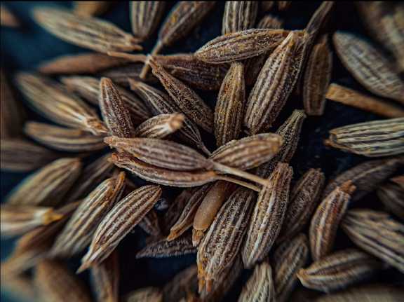 فروش زیره کوهی خوش‌ طعم دست‌ چین + خرید