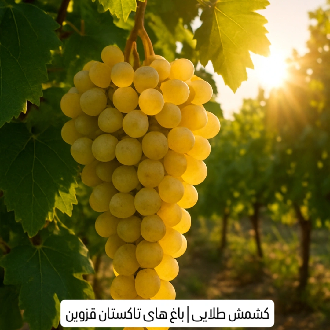 فروش عمده کشمش اعلاء تاکستان قزوین + قیمت رقابتی