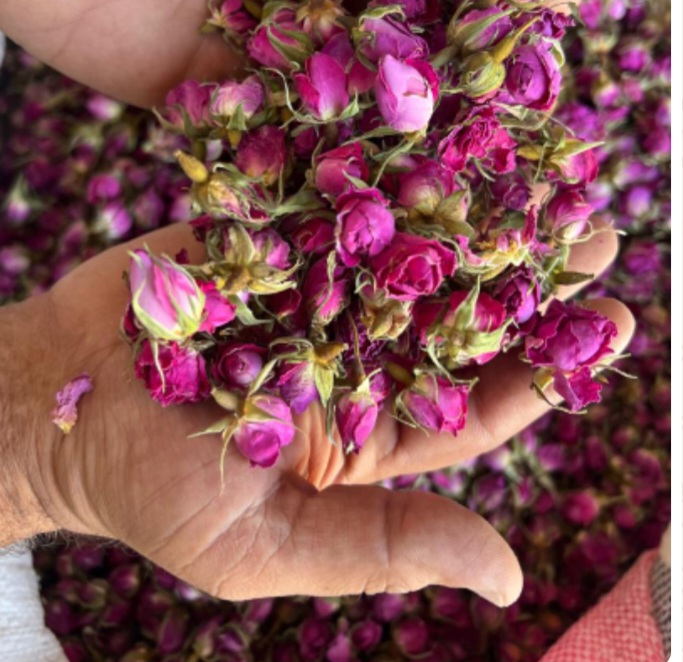 غنچه گل محمدی عالی ترین کیفیت + صادراتی