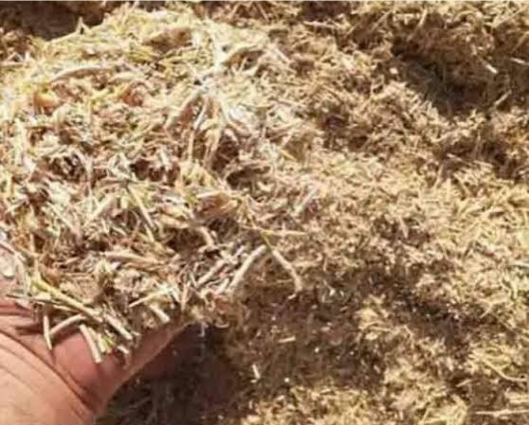 خرید کاه لوبیا مرغوب کردستان