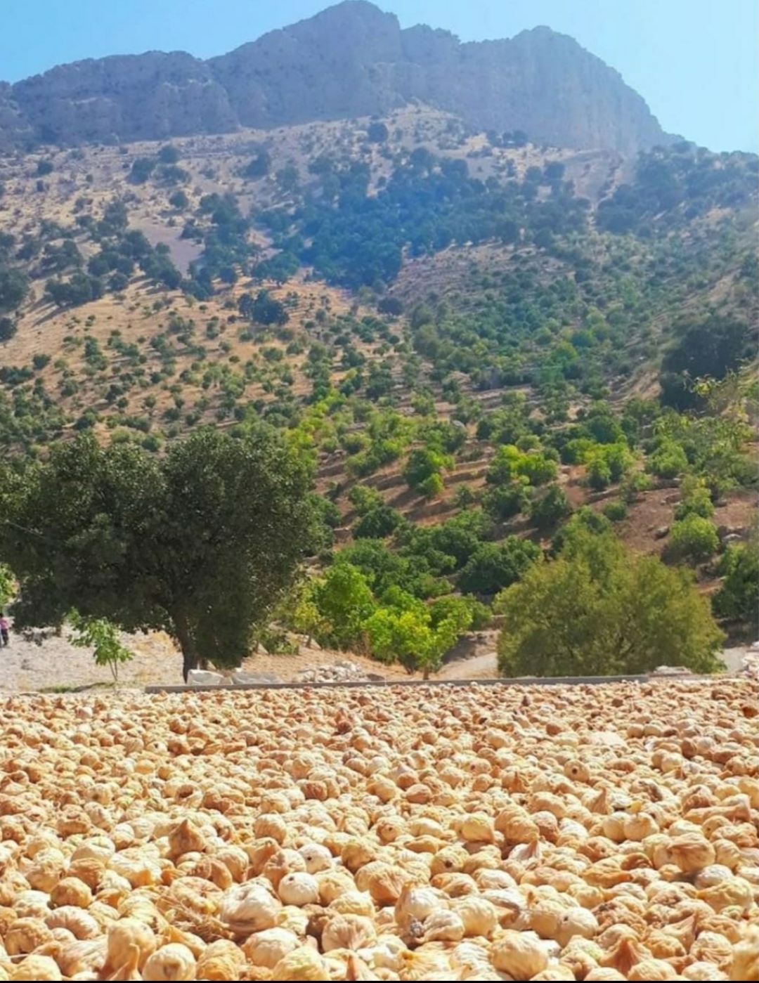 انجیر ارگانیک + فروش استثنایی