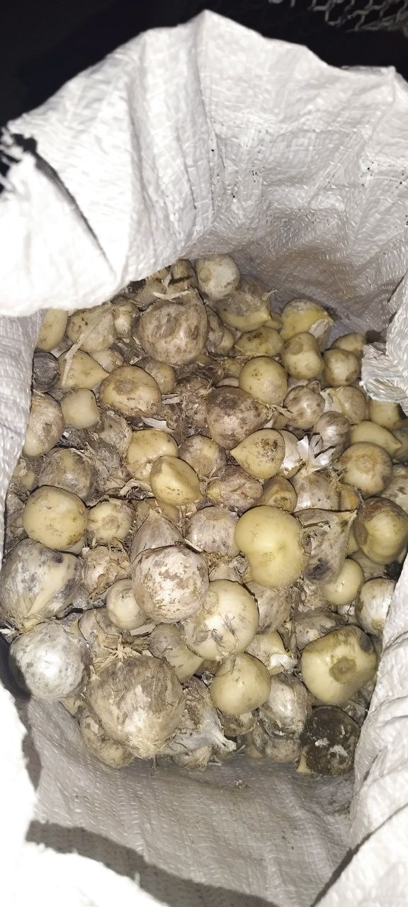فروش عمده بذر موسیر کوهی درهم + فروش عالی