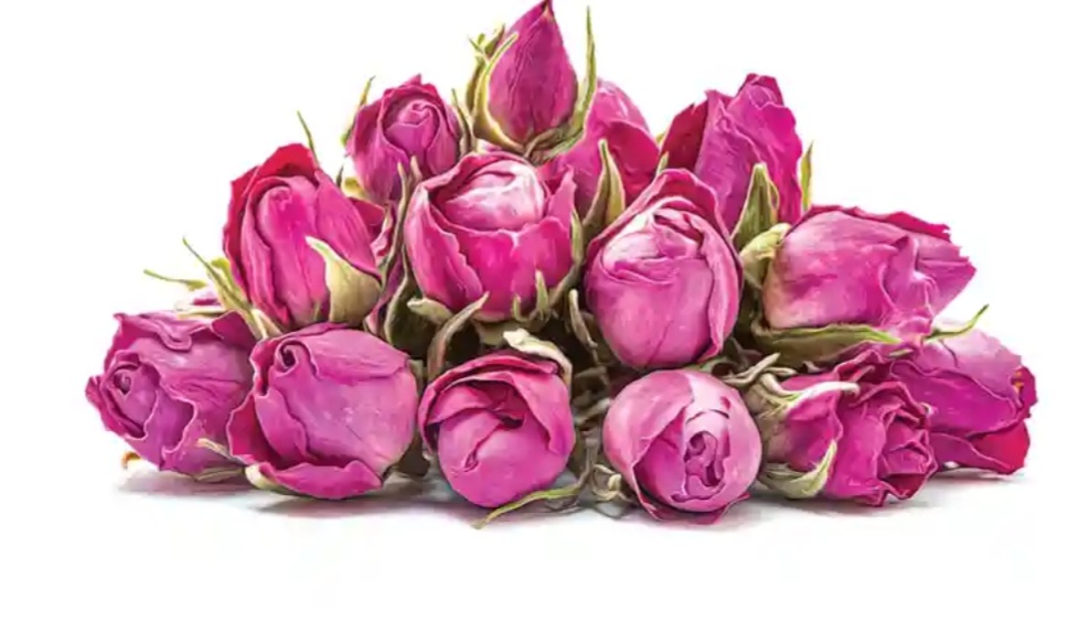 گل محمدی کاشان + قیمت استثنایی