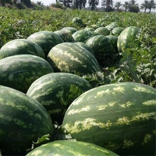 قیمت هندوانه شیرین شیراز + خرید به صرفه