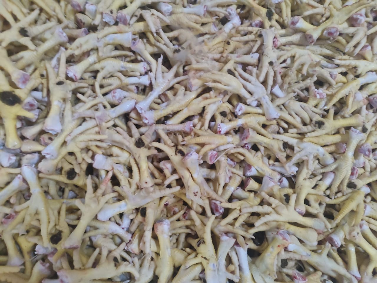 قیمت خرید پای مرغ شمال + خرید به صرفه