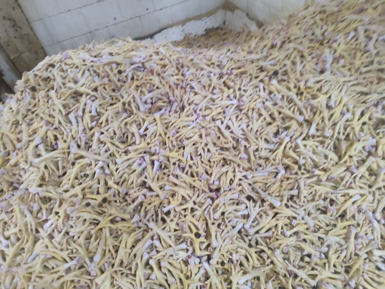 قیمت پای مرغ شمال + تازه وبه صرفه