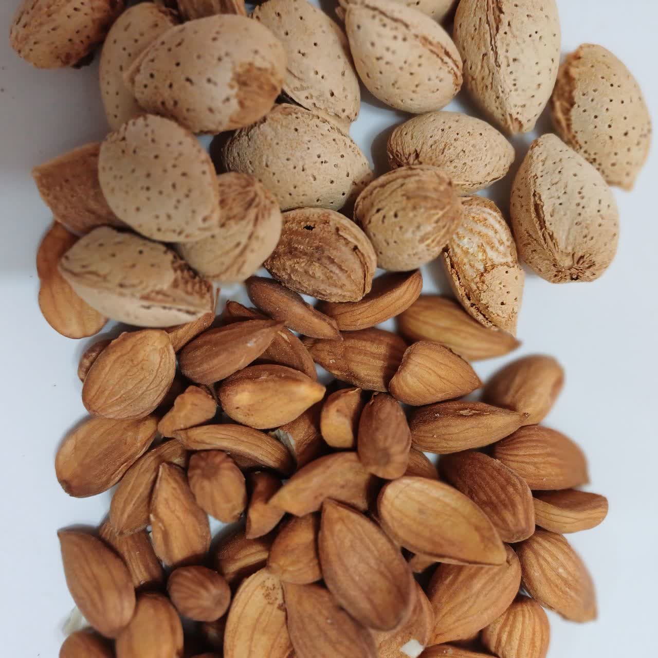 فروش بادام سنگی ارگانیک + قیمت عمده