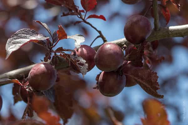 قیمت خرید آلو بخارا خشک نیشابور با فروش عمده