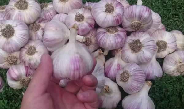 قیمت سیر تازه شیرین + خرید باور نکردنی