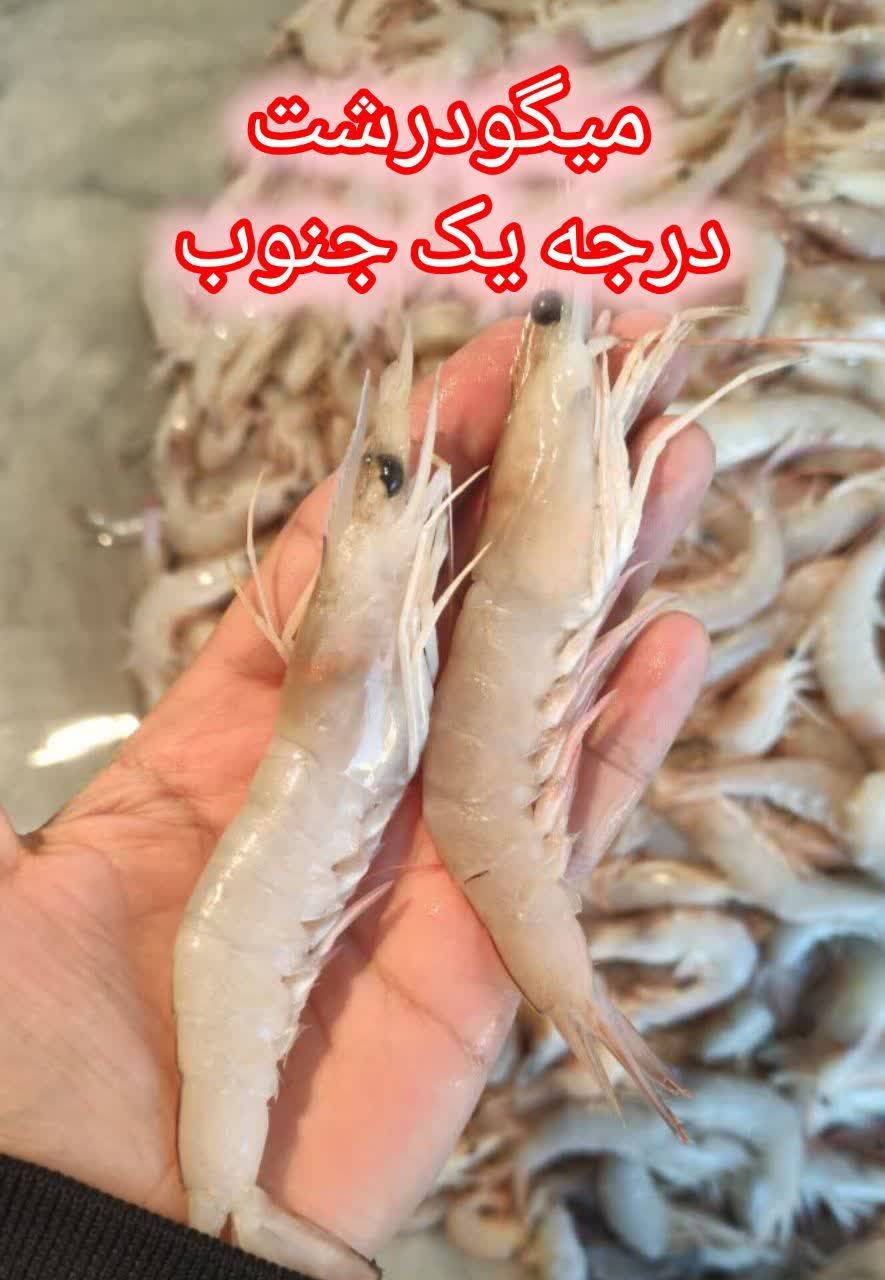 فروش ارزانترین میگو در بوشهر